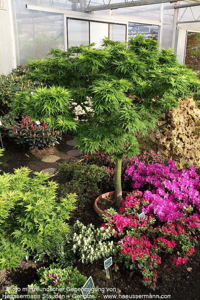 Japanischer Fächer-Ahorn 'Mikawa yatsubusa' (Acer palmatum)