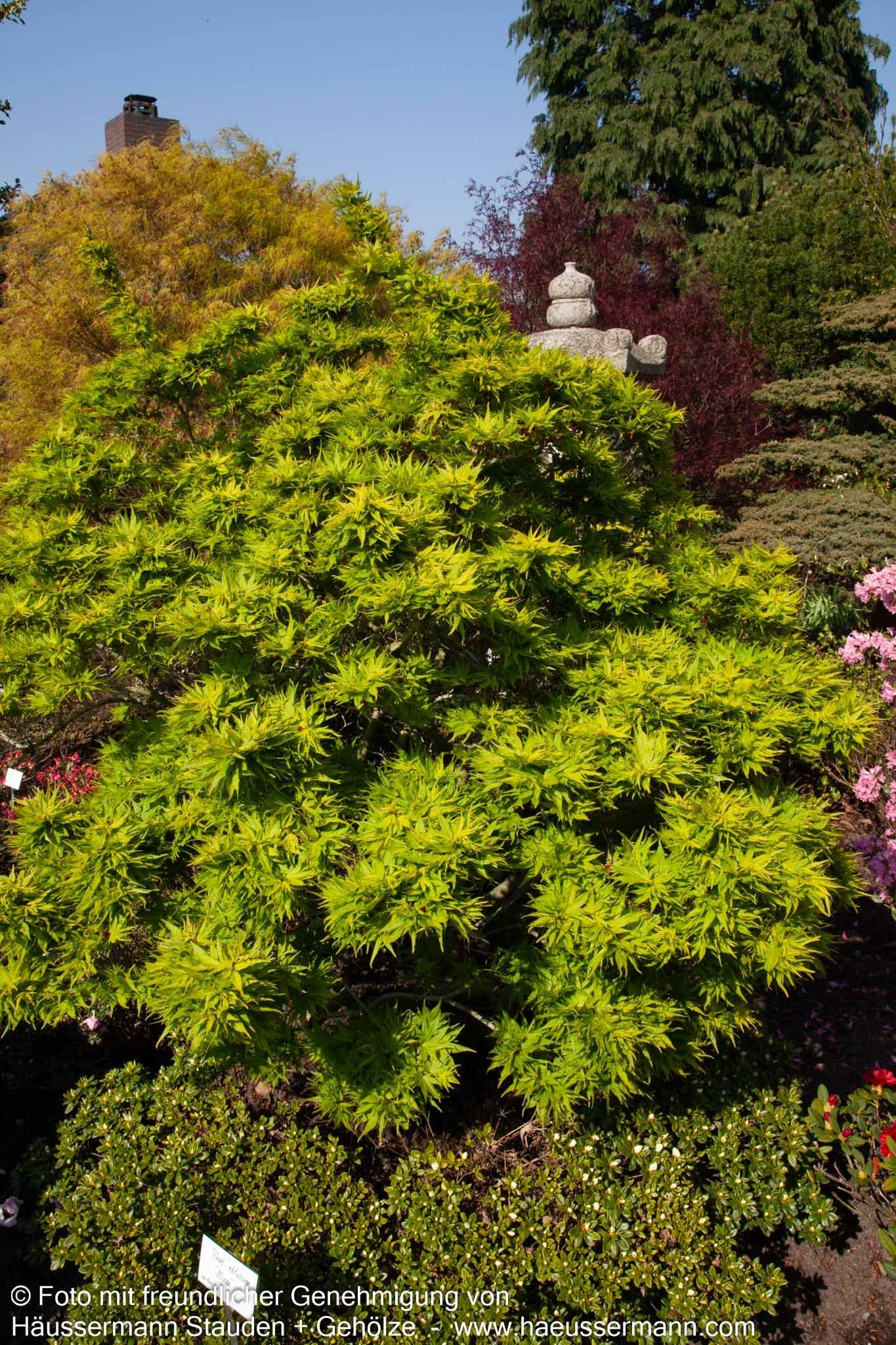 Japanischer Fächer-Ahorn 'Mikawa yatsubusa' (Acer palmatum)