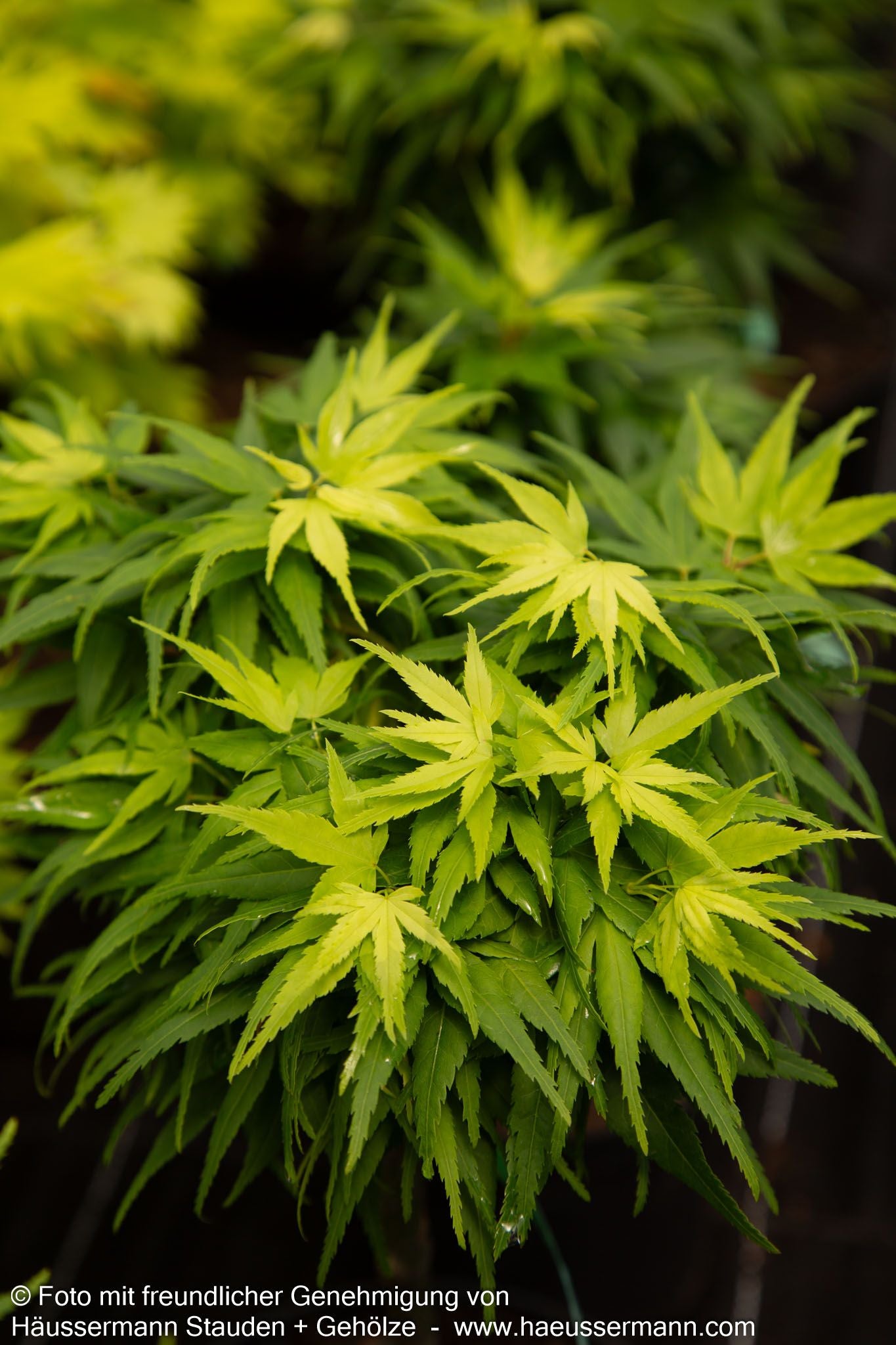 Japanischer Fächer-Ahorn 'Mikawa yatsubusa' (Acer palmatum)