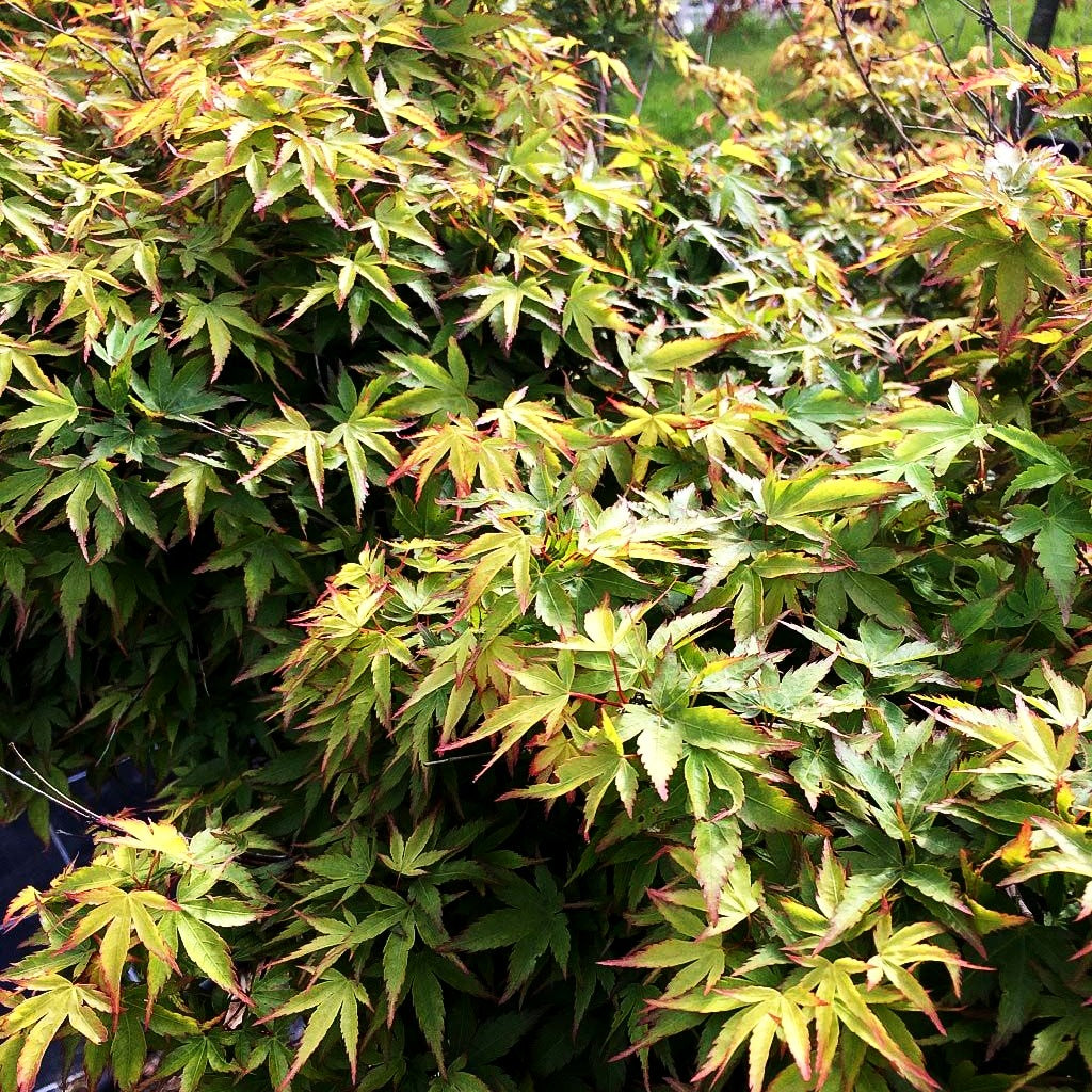 Japanischer Fächer-Ahorn 'Murasaki kiyohime' (Acer palmatum)