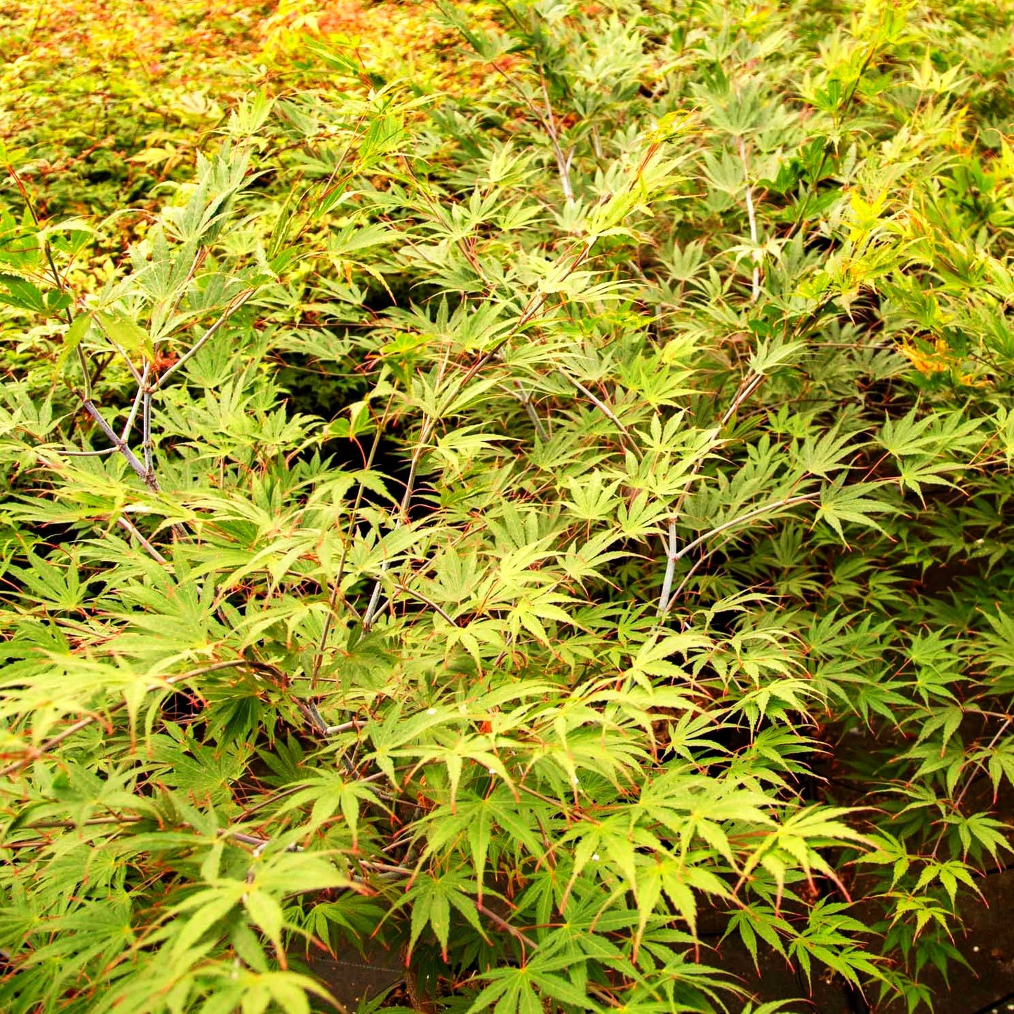Japanischer Fächer-Ahorn 'Nicholsonii' (Acer palmatum)