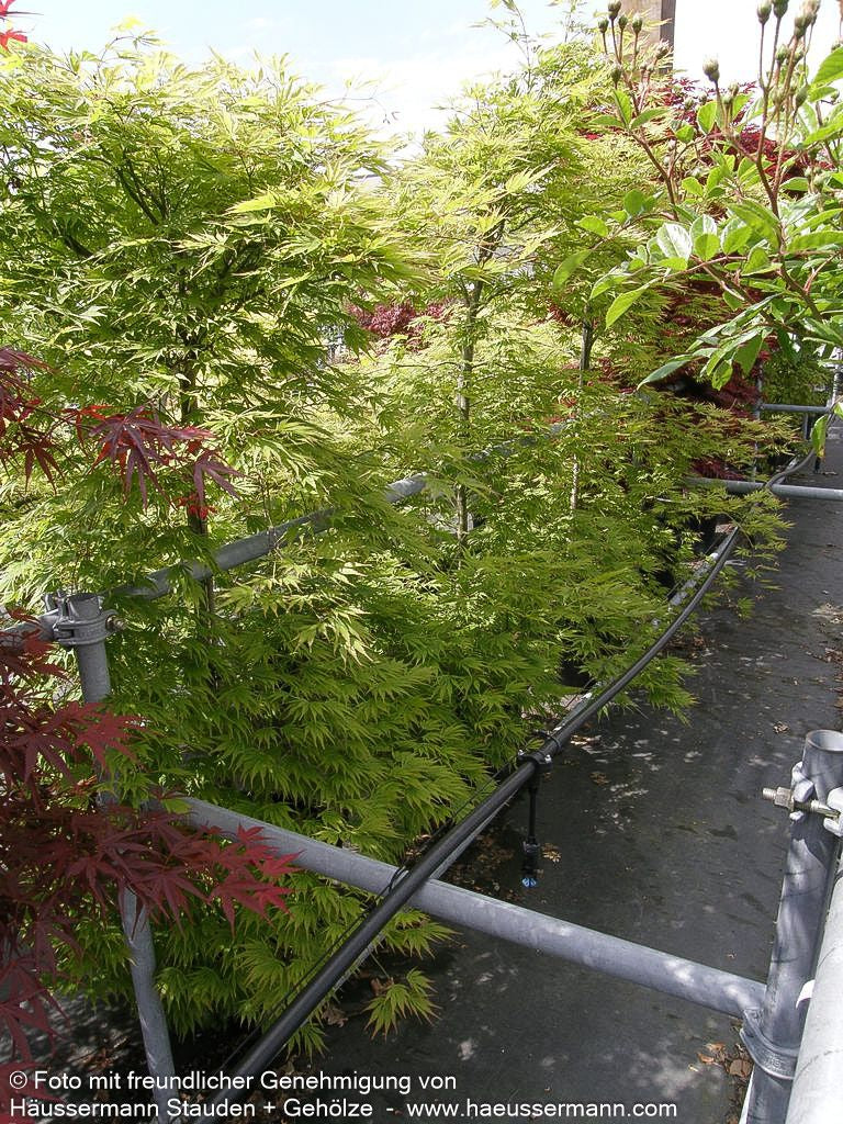 Japanischer Fächer-Ahorn 'Omure yama' (Acer palmatum)