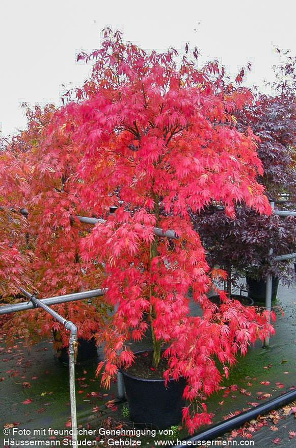 Japanischer Fächer-Ahorn 'Omure yama' (Acer palmatum)