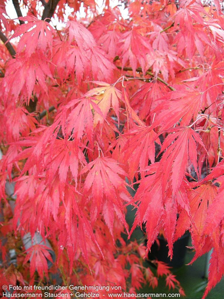 Japanischer Fächer-Ahorn 'Omure yama' (Acer palmatum)