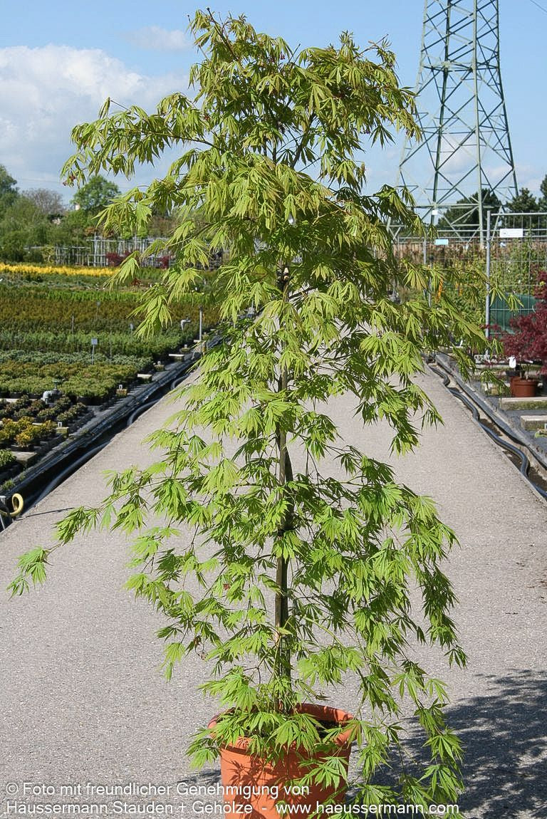Japanischer Fächer-Ahorn 'Omure yama' (Acer palmatum)