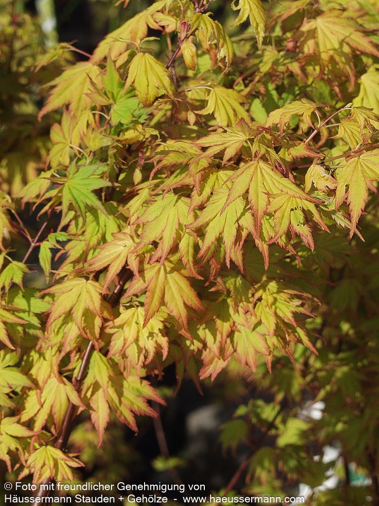 Japanischer Fächer-Ahorn 'Orange Dream' (Acer palmatum)