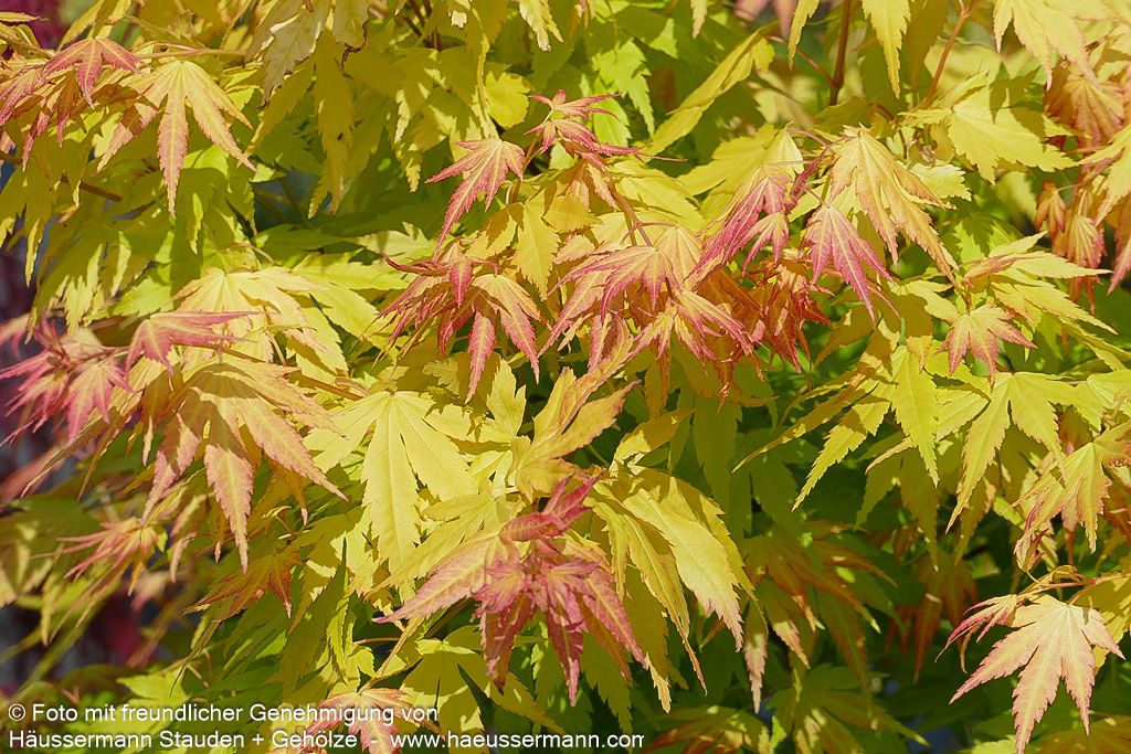 Japanischer Fächer-Ahorn 'Orange Dream' (Acer palmatum)