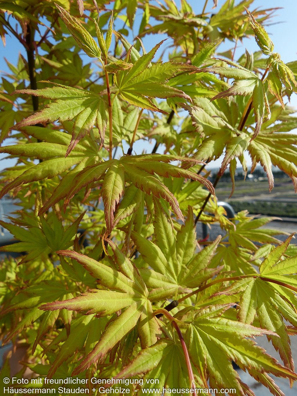 Japanischer Fächer-Ahorn 'Orange Dream' (Acer palmatum)