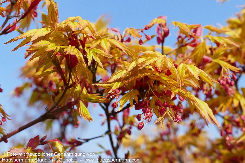 Japanischer Fächer-Ahorn 'Orange Dream' (Acer palmatum)