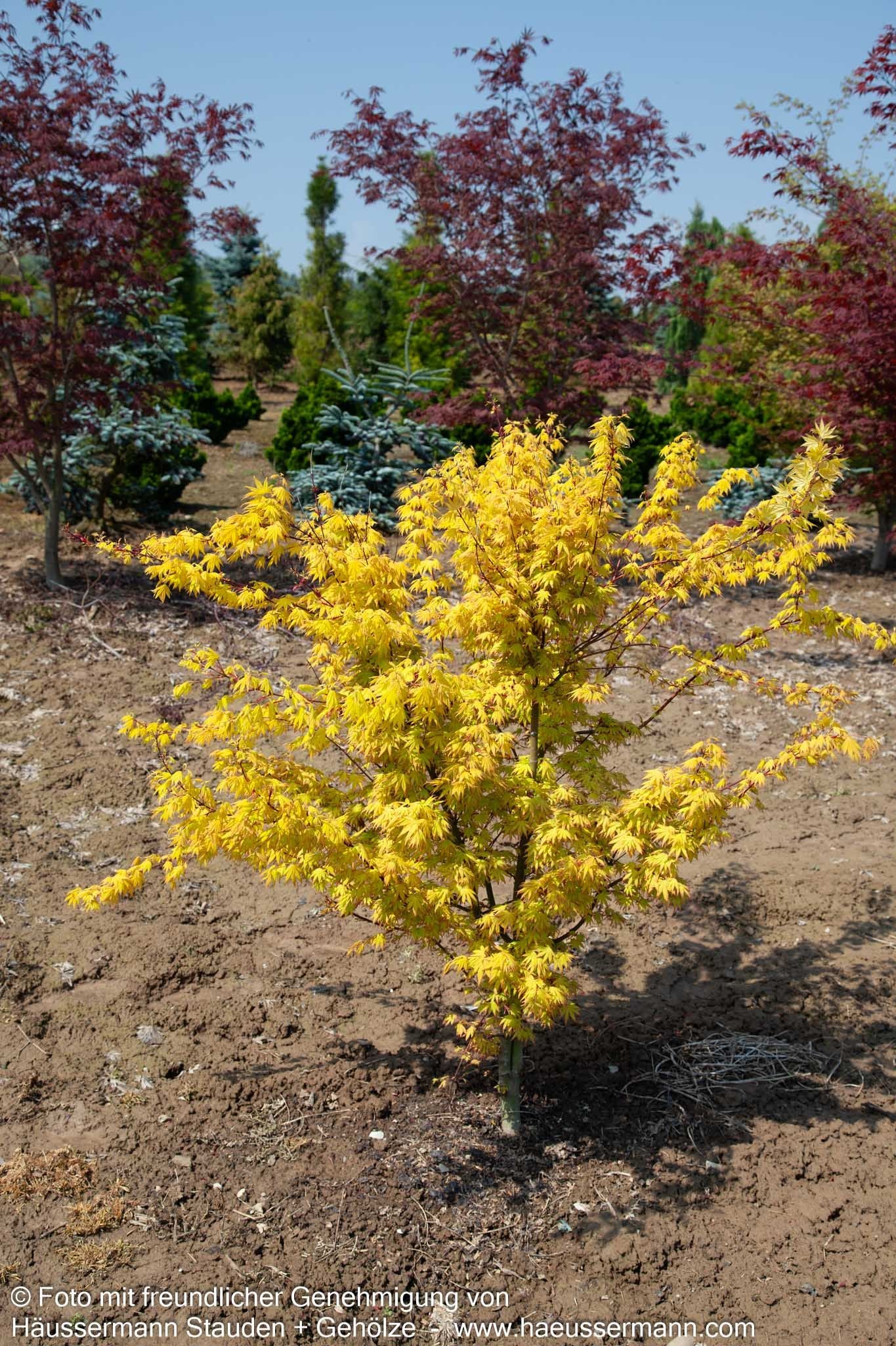 Japanischer Fächer-Ahorn 'Orange Dream' (Acer palmatum)