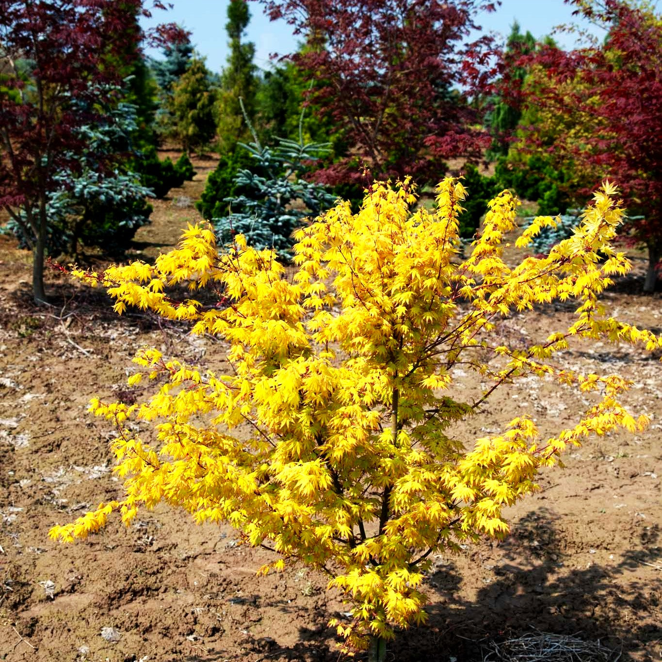 Japanischer Fächer-Ahorn 'Orange Dream' (Acer palmatum)