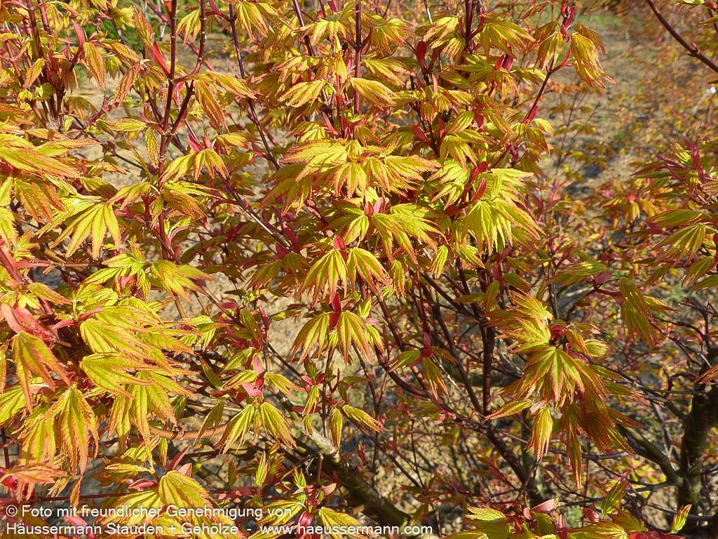 Japanischer Fächer-Ahorn 'Orange Dream' (Acer palmatum)