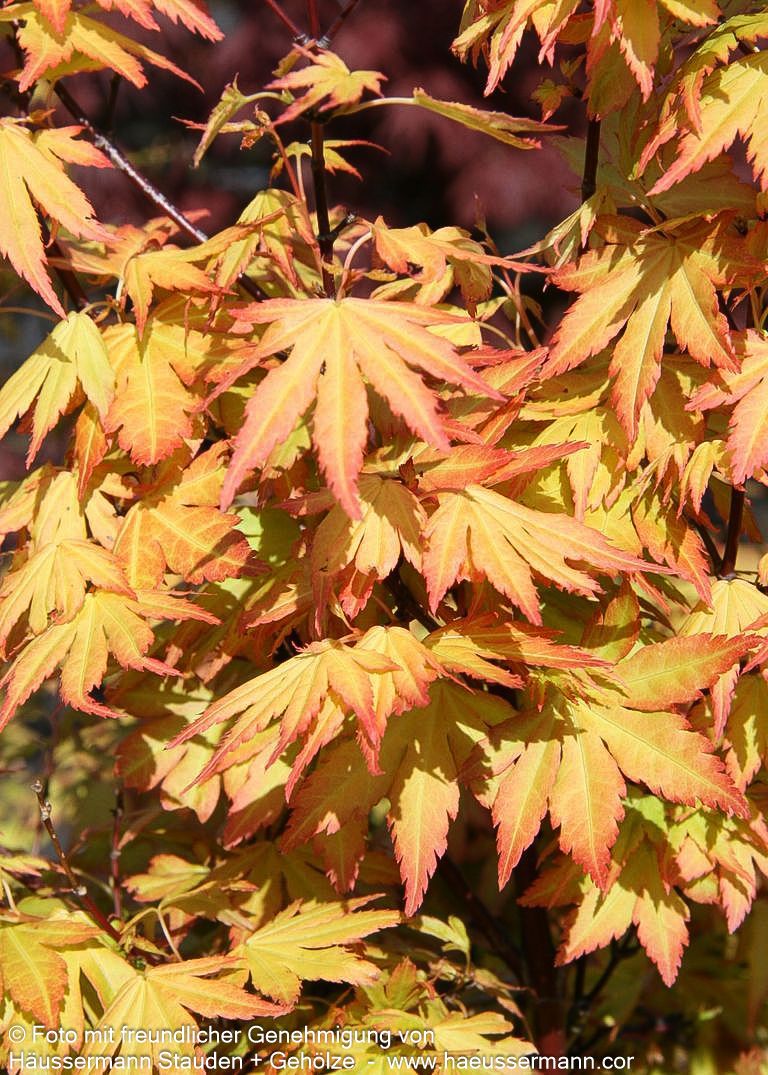 Japanischer Fächer-Ahorn 'Orange Dream' (Acer palmatum)