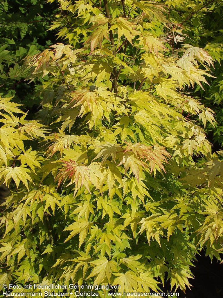 Japanischer Fächer-Ahorn 'Orange Dream' (Acer palmatum)