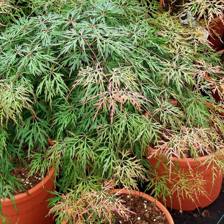 Japanischer Fächer-Ahorn 'Orangeola' (Acer palmatum)