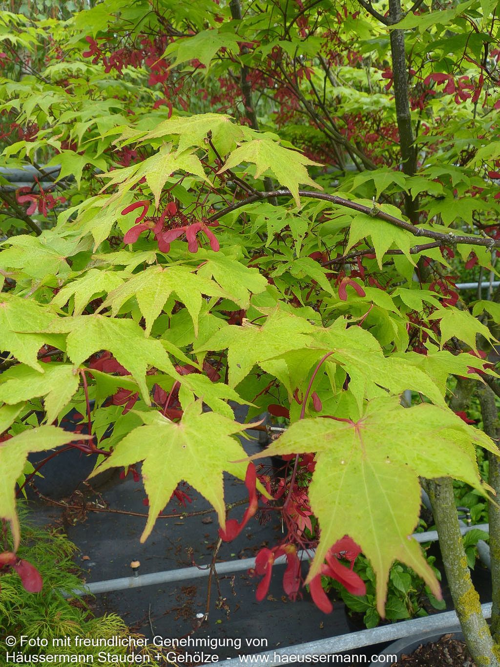 Japanischer Fächer-Ahorn 'Osakazuki' (Acer palmatum)
