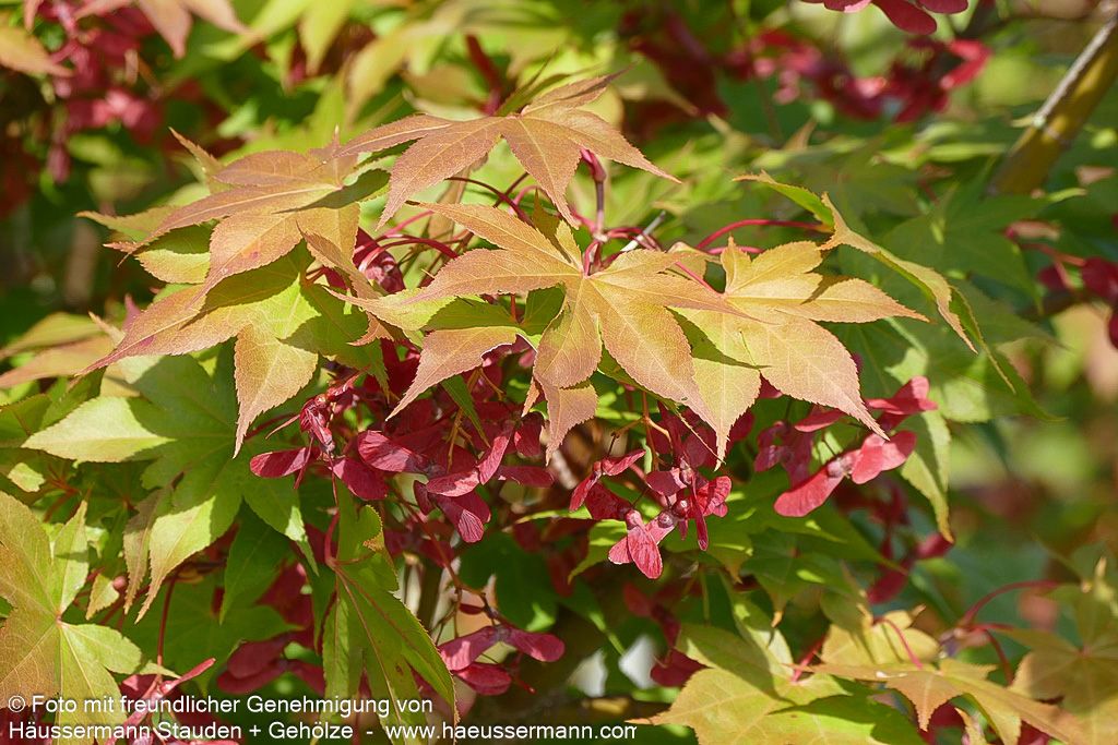 Japanischer Fächer-Ahorn 'Osakazuki' (Acer palmatum)
