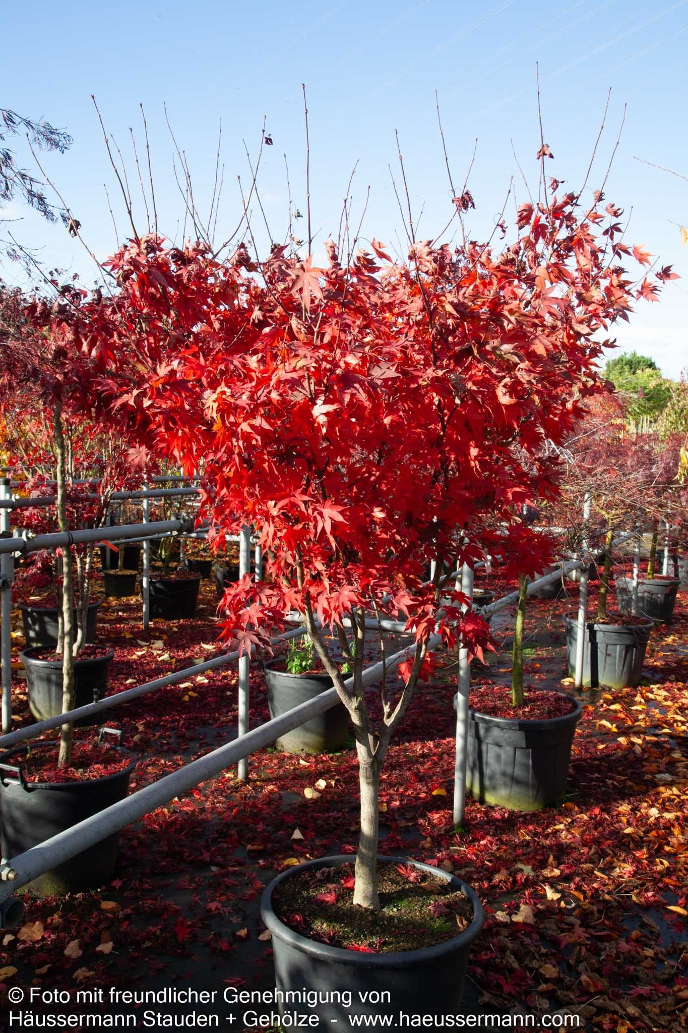 Japanischer Fächer-Ahorn 'Osakazuki' (Acer palmatum)