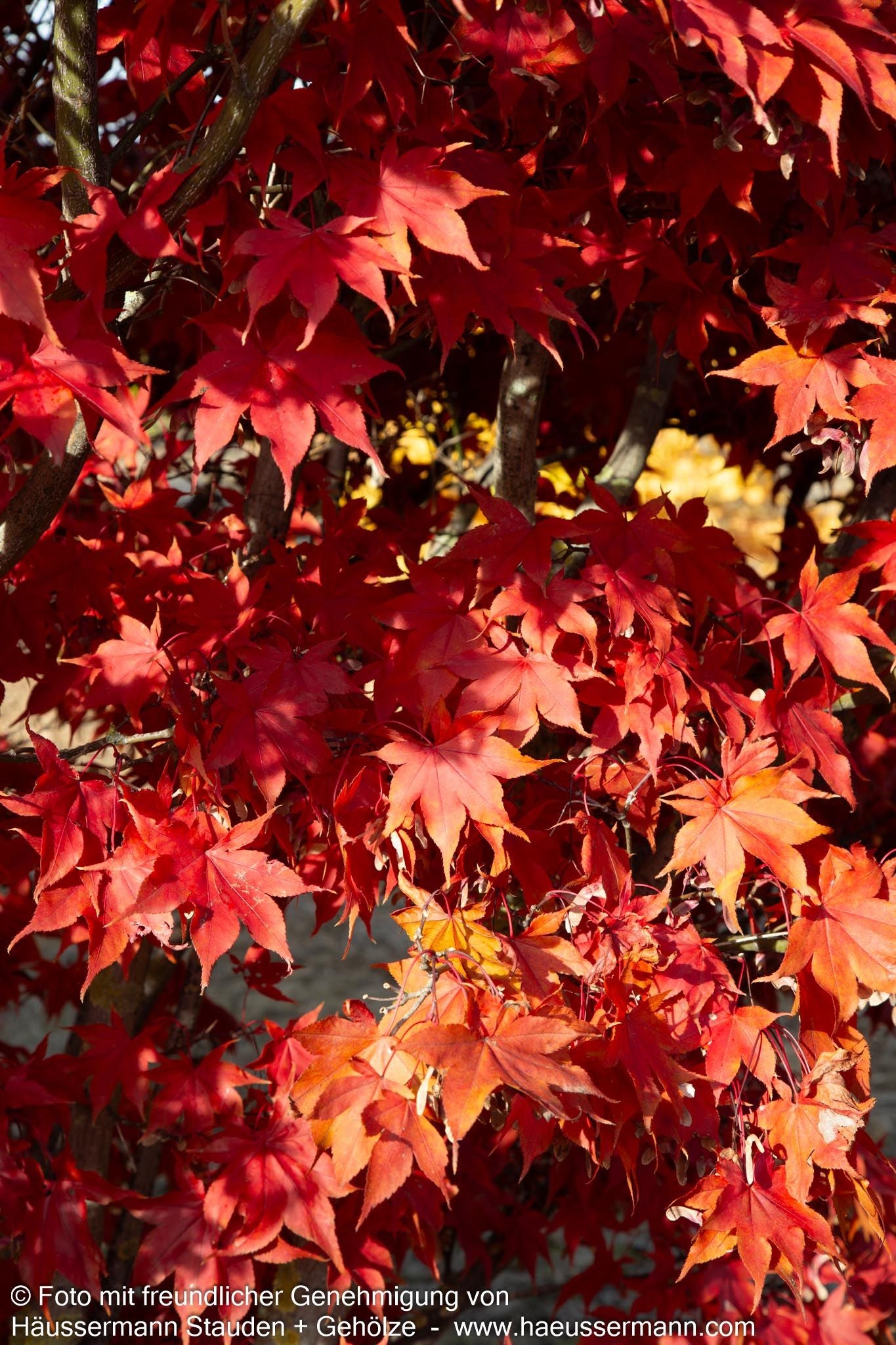 Japanischer Fächer-Ahorn 'Osakazuki' (Acer palmatum)