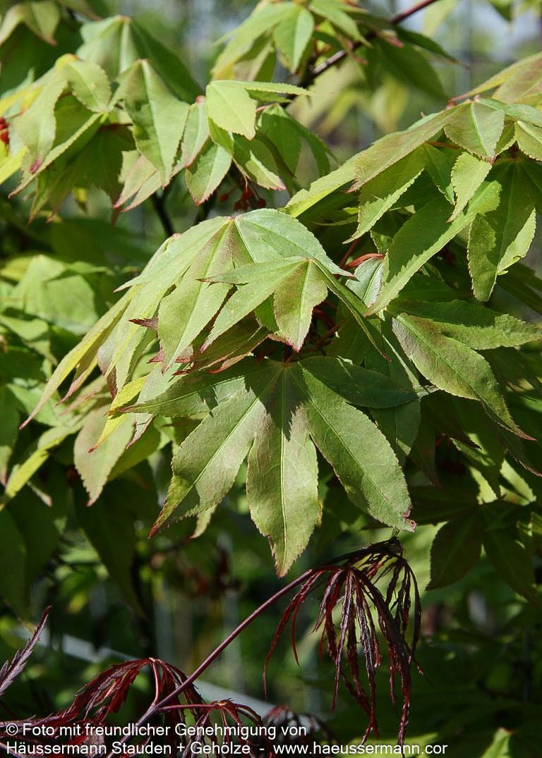 Japanischer Fächer-Ahorn 'Osakazuki' (Acer palmatum)