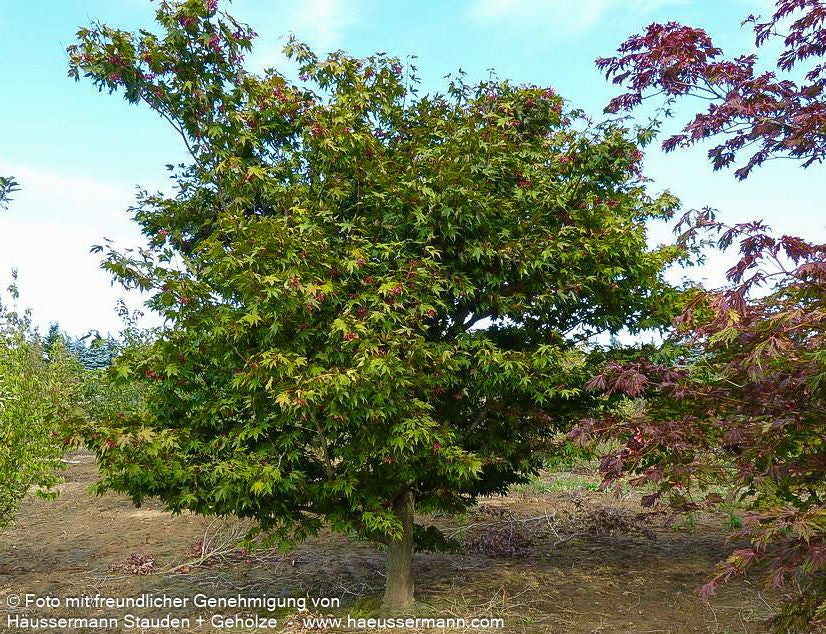 Japanischer Fächer-Ahorn 'Osakazuki' (Acer palmatum)