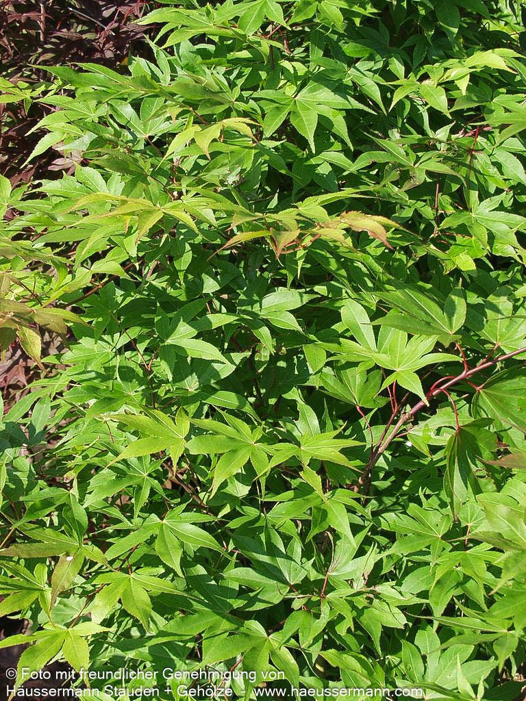 Japanischer Fächer-Ahorn 'Osakazuki' (Acer palmatum)