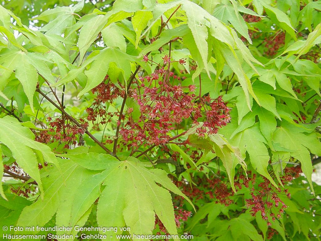 Japanischer Fächer-Ahorn 'Osakazuki' (Acer palmatum)