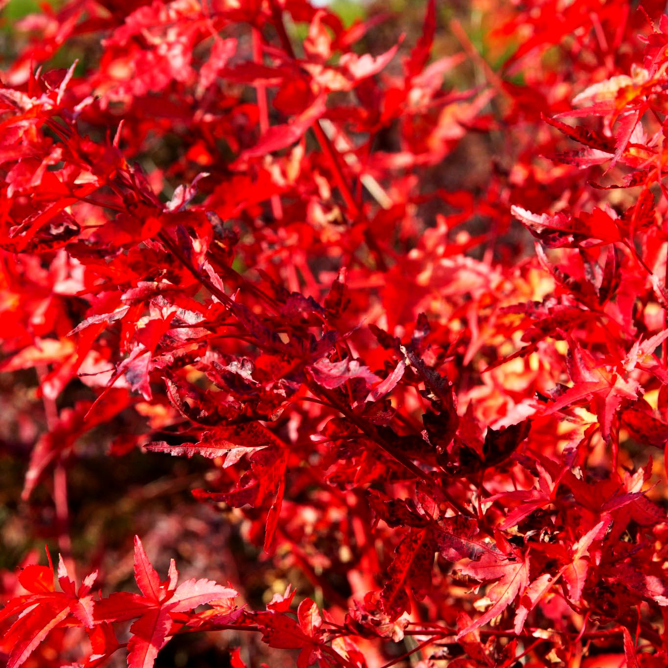 Japanischer Fächer-Ahorn 'Peve Chameleon' (Acer palmatum)