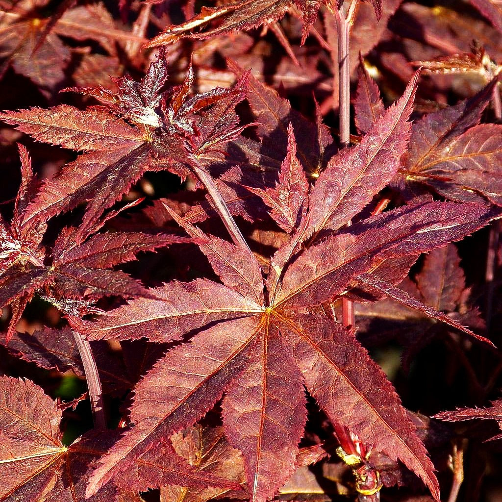 Japanischer Fächer-Ahorn 'Peve Ollie' (Acer palmatum)