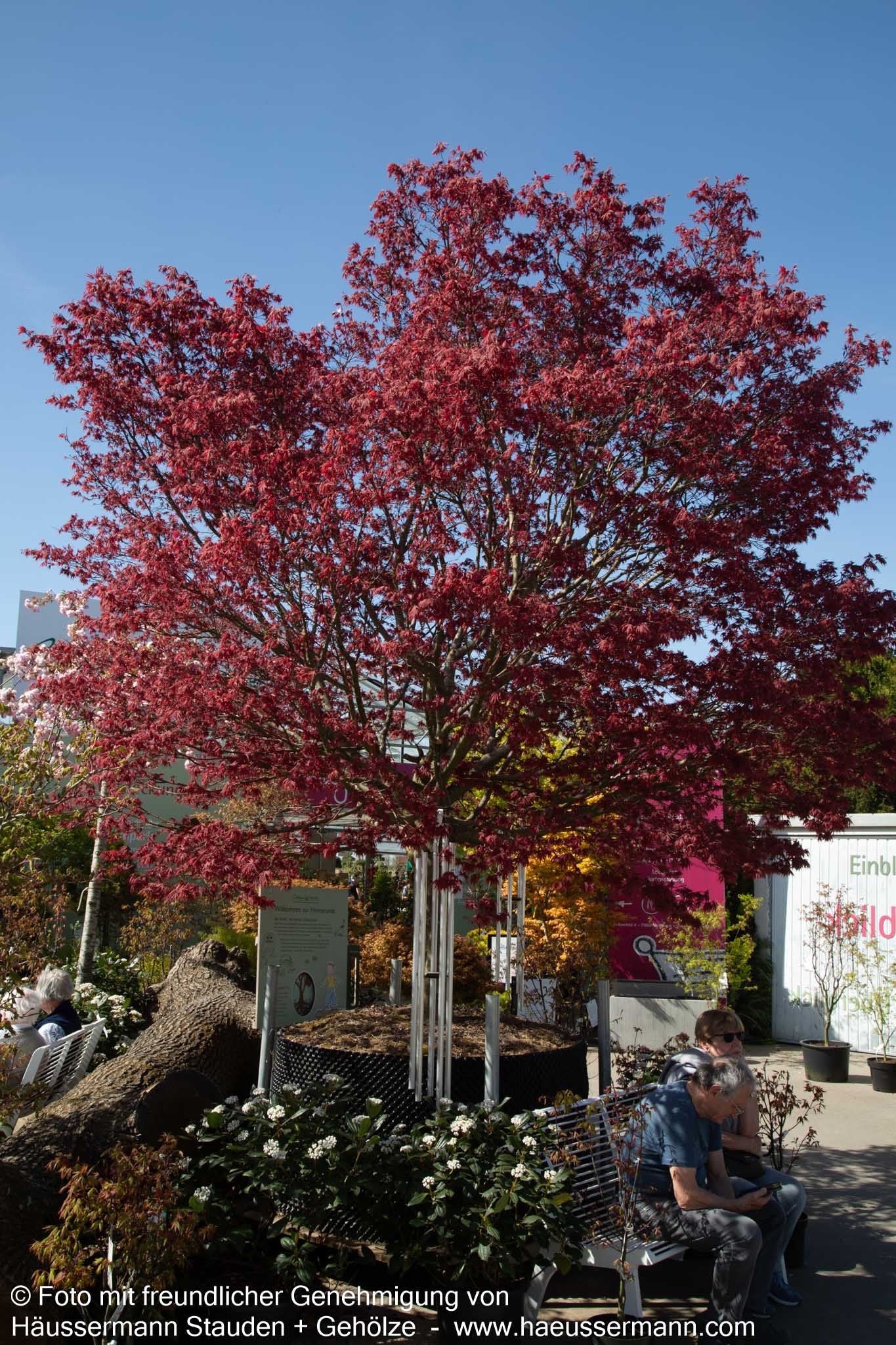 Japanischer Fächer-Ahorn 'Pixie' (Acer palmatum)