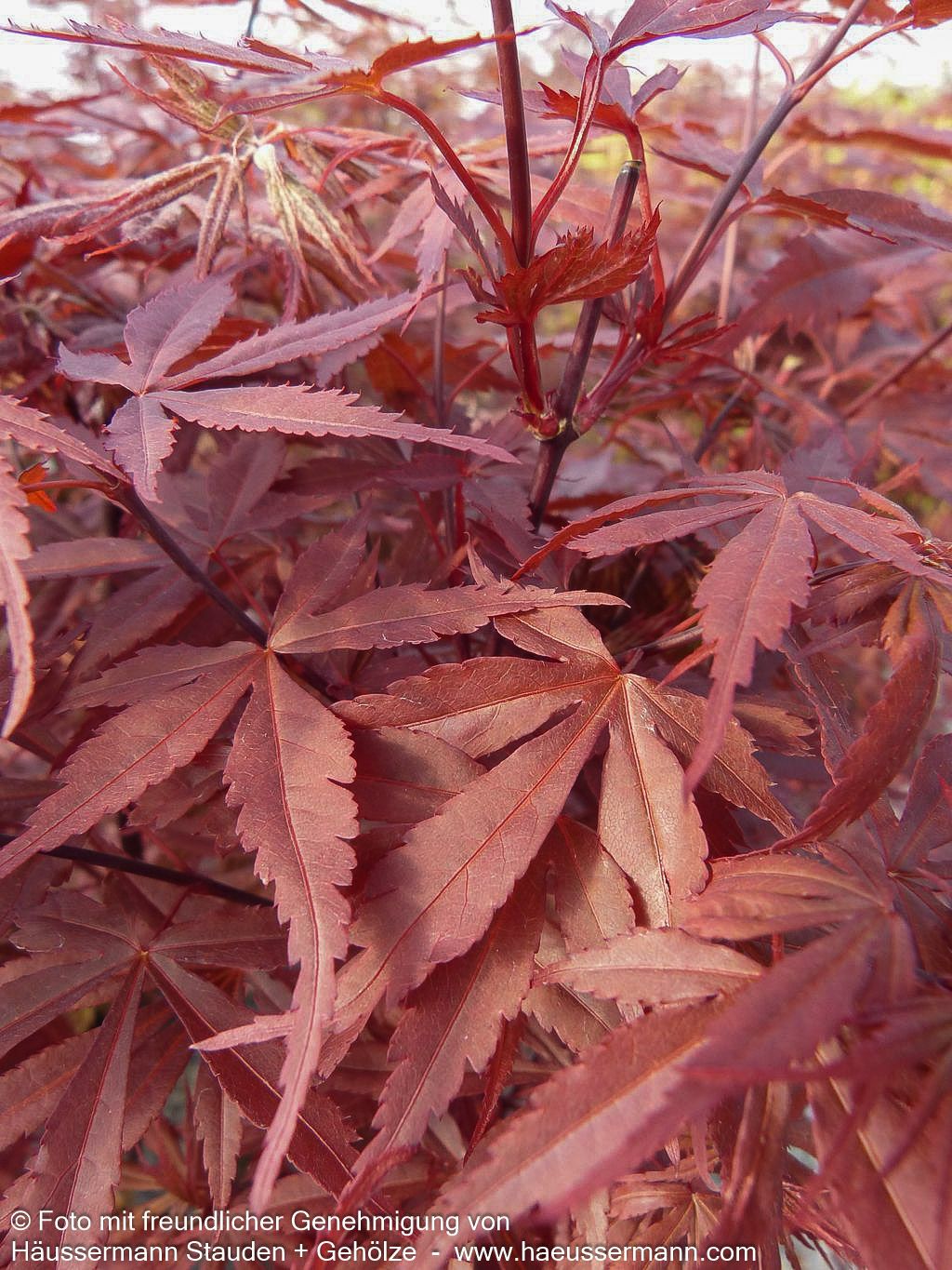 Japanischer Fächer-Ahorn 'Pixie' (Acer palmatum)