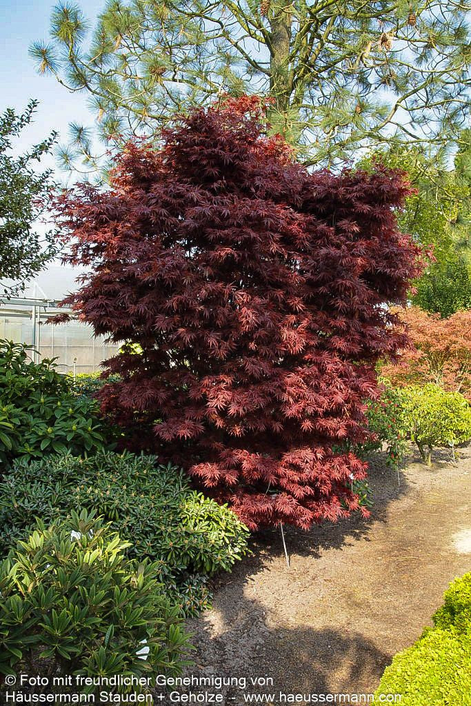 Japanischer Fächer-Ahorn 'Pixie' (Acer palmatum)