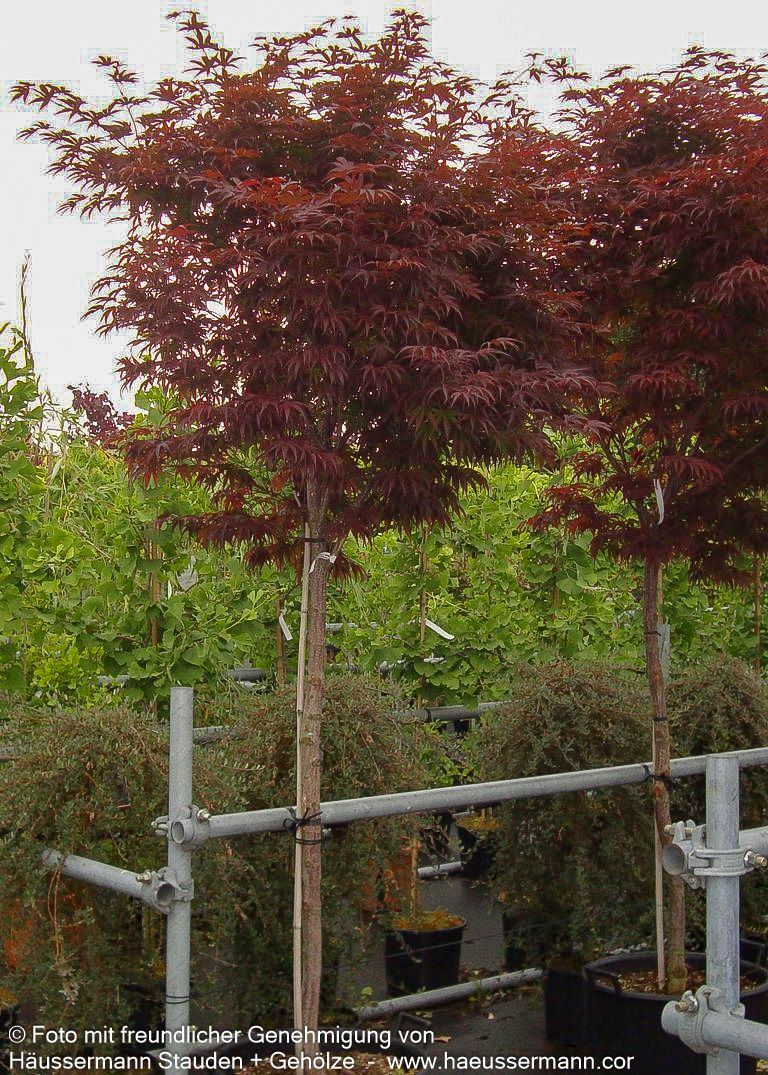 Japanischer Fächer-Ahorn 'Pixie' (Acer palmatum)