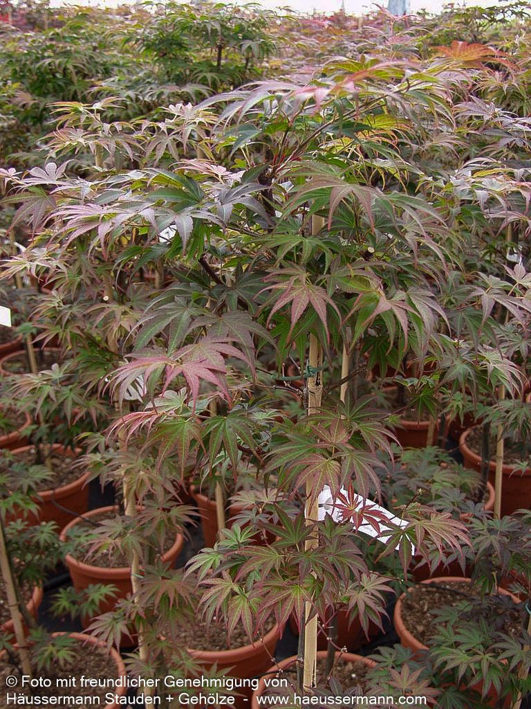 Japanischer Fächer-Ahorn 'Pixie' (Acer palmatum)