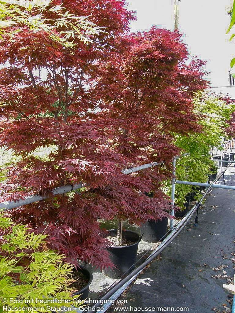 Japanischer Fächer-Ahorn 'Pixie' (Acer palmatum)
