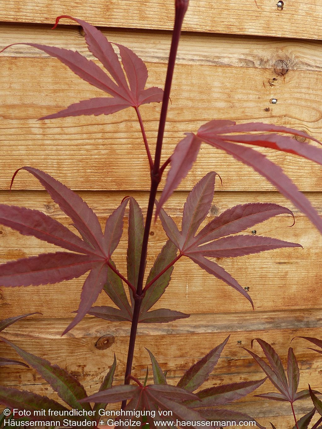 Japanischer Fächer-Ahorn 'Shaina' (Acer palmatum)