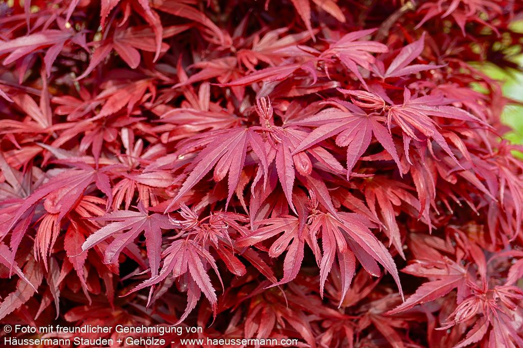 Japanischer Fächer-Ahorn 'Shaina' (Acer palmatum)