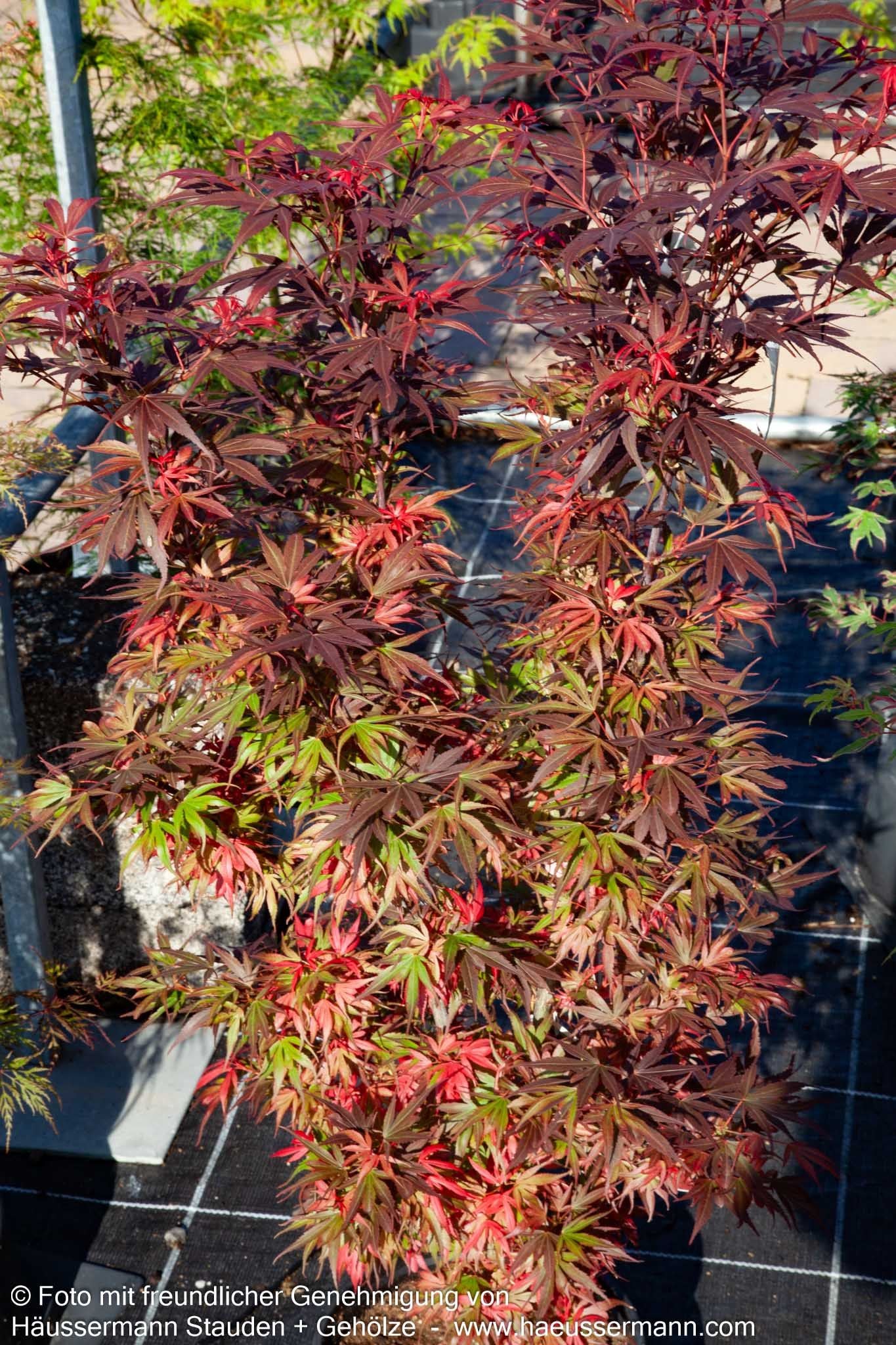 Japanischer Fächer-Ahorn 'Shaina' (Acer palmatum)