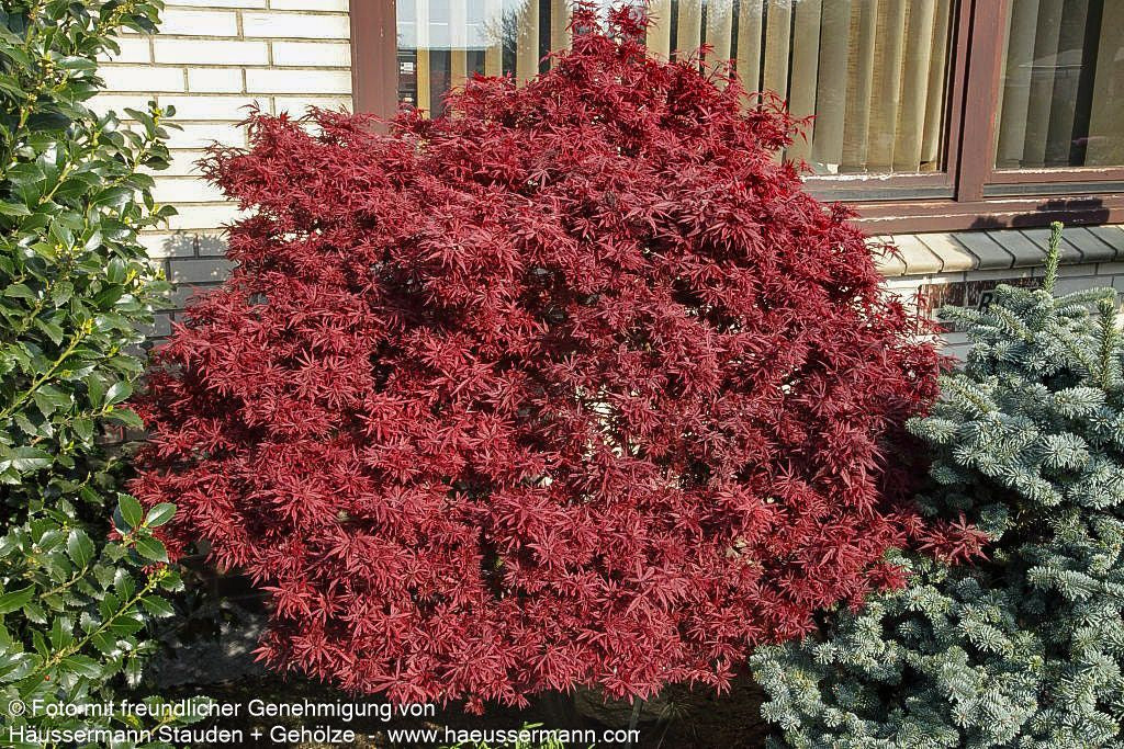 Japanischer Fächer-Ahorn 'Shaina' (Acer palmatum)