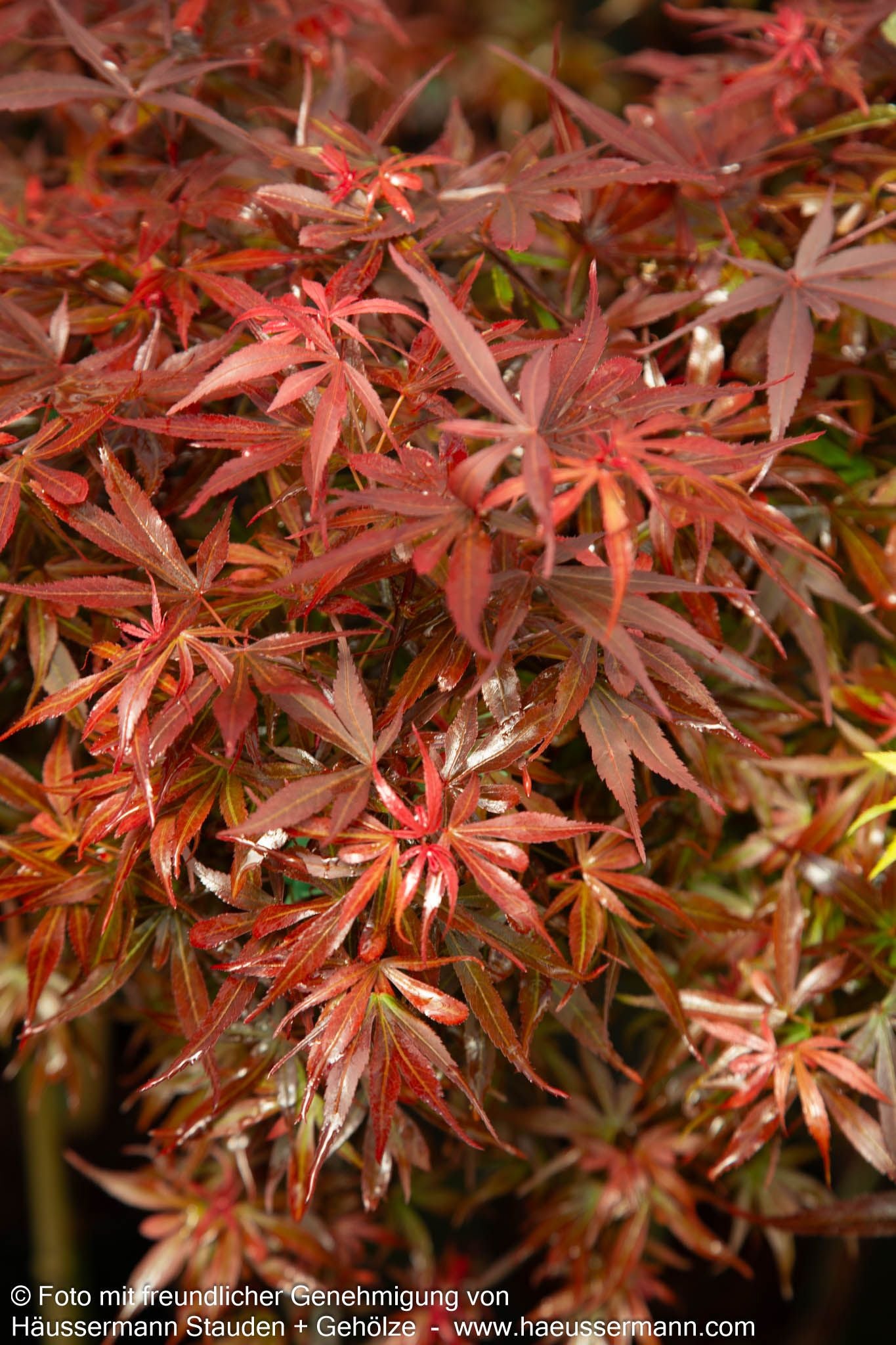 Japanischer Fächer-Ahorn 'Shaina' (Acer palmatum)