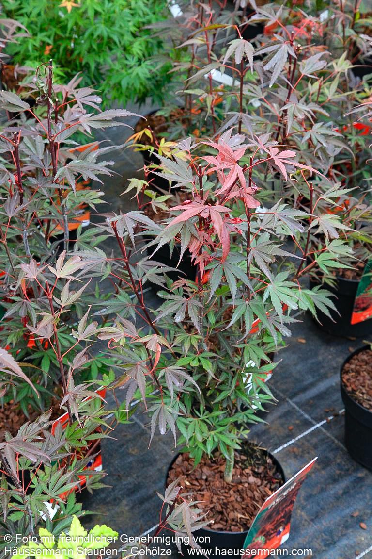 Japanischer Fächer-Ahorn 'Shaina' (Acer palmatum)