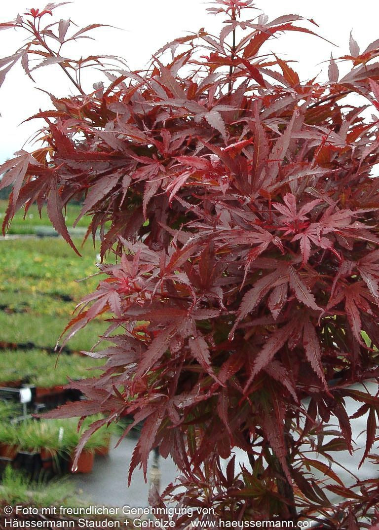 Japanischer Fächer-Ahorn 'Shaina' (Acer palmatum)
