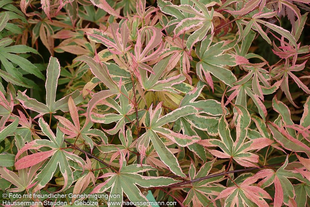 Japanischer Fächer-Ahorn 'Shirazz' (Acer palmatum)
