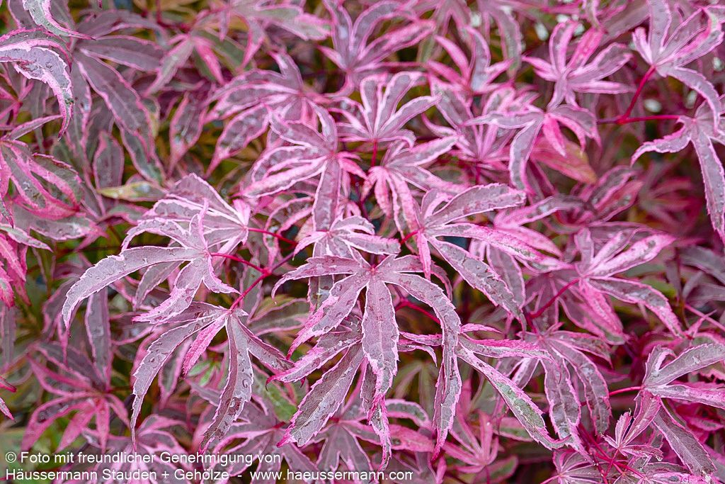 Japanischer Fächer-Ahorn 'Shirazz' (Acer palmatum)