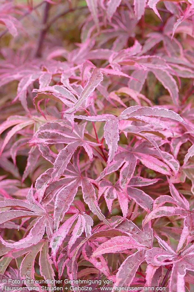 Japanischer Fächer-Ahorn 'Shirazz' (Acer palmatum)