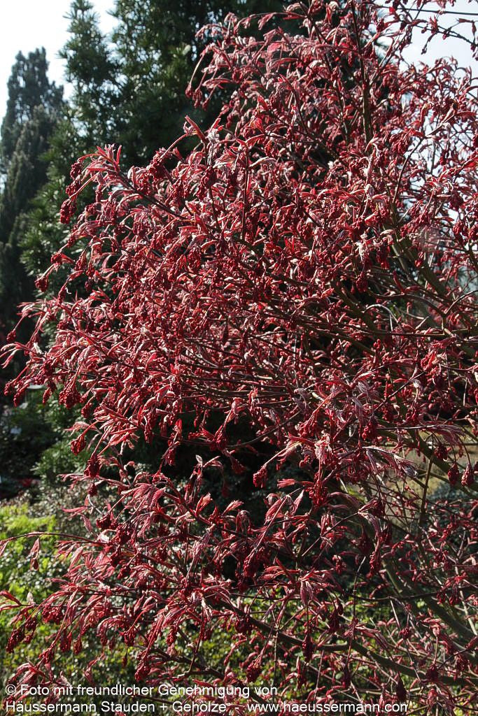 Japanischer Fächer-Ahorn 'Shirazz' (Acer palmatum)