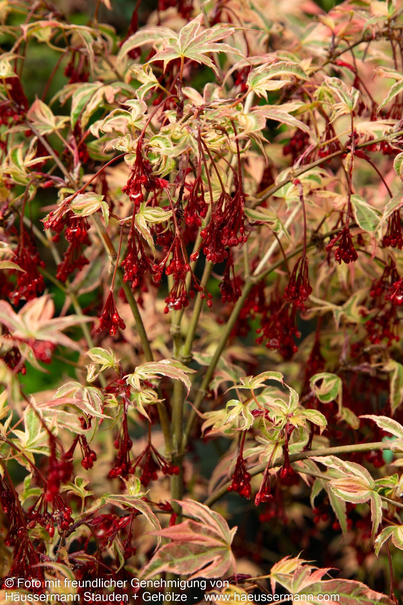 Japanischer Fächer-Ahorn 'Shirazz' (Acer palmatum)