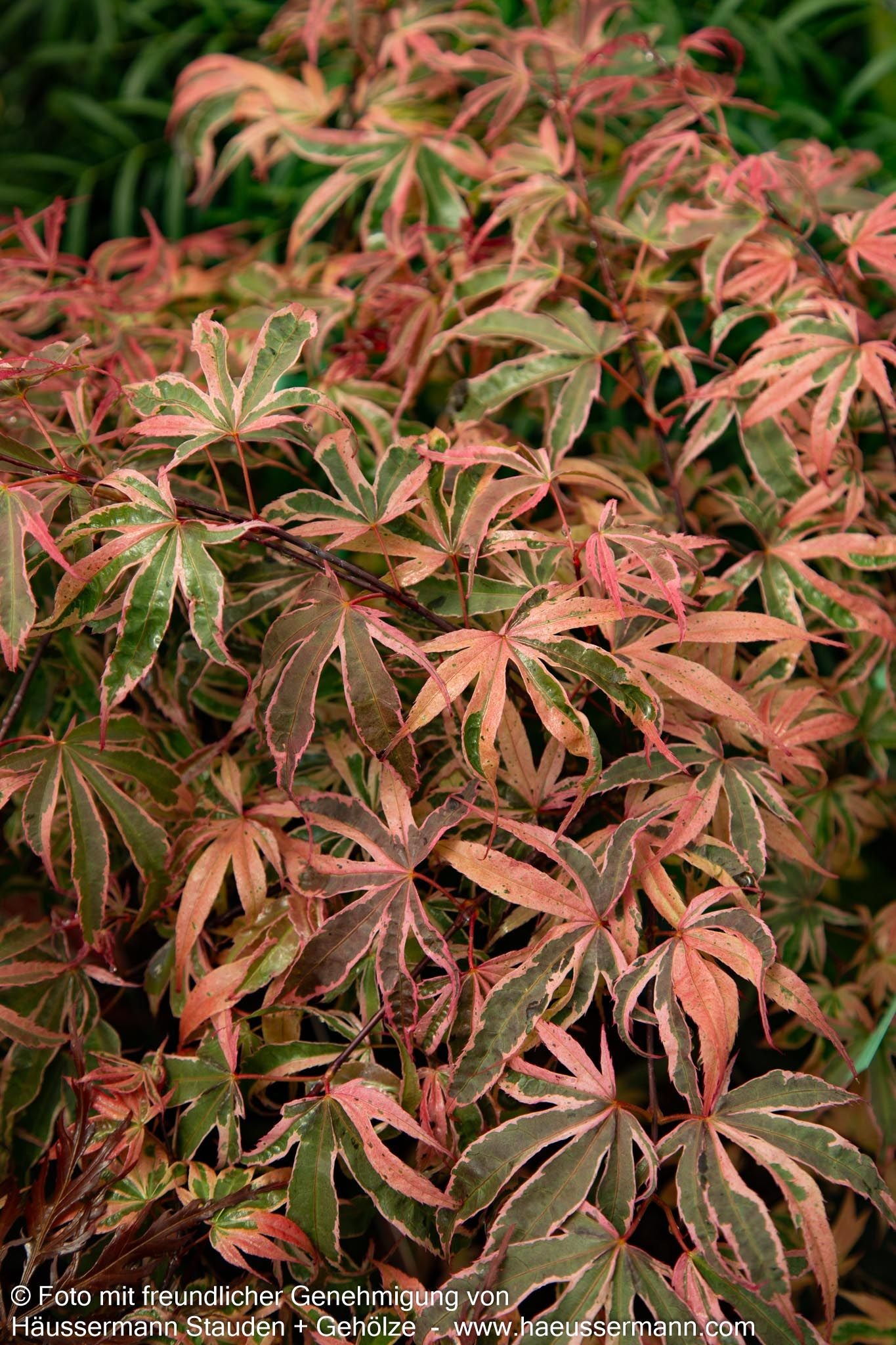 Japanischer Fächer-Ahorn 'Shirazz' (Acer palmatum)