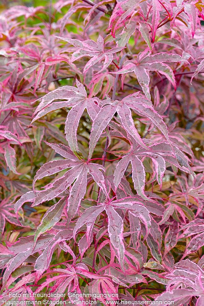Japanischer Fächer-Ahorn 'Shirazz' (Acer palmatum)