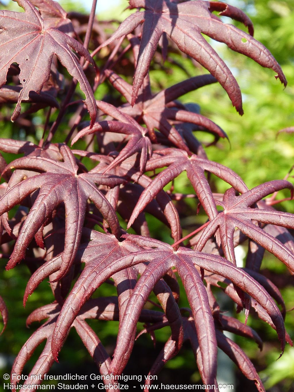 Japanischer Fächer-Ahorn 'Starfish' (Acer palmatum)